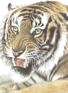 42 Tiger Drawings