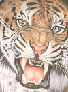 Tiger Drawings Art Vol.1