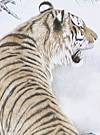 Tiger Drawings Art Vol.2