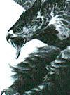 The Hawk and Eagle Tattoo Designs